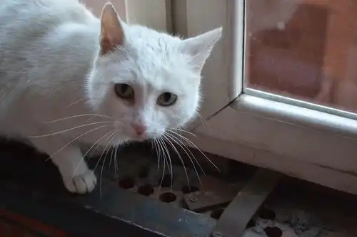 найдена белая кошка
