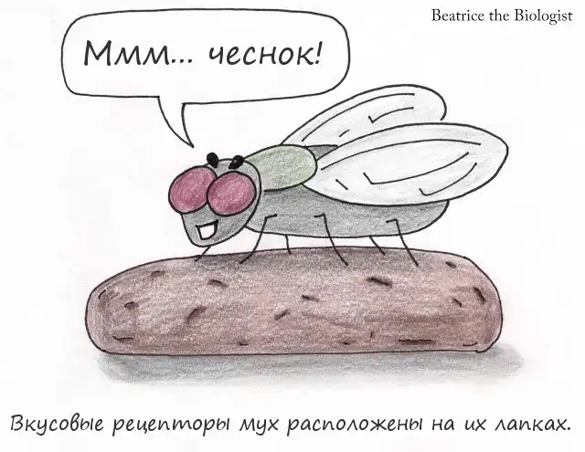 Комиксы Beatrice the Biologist
