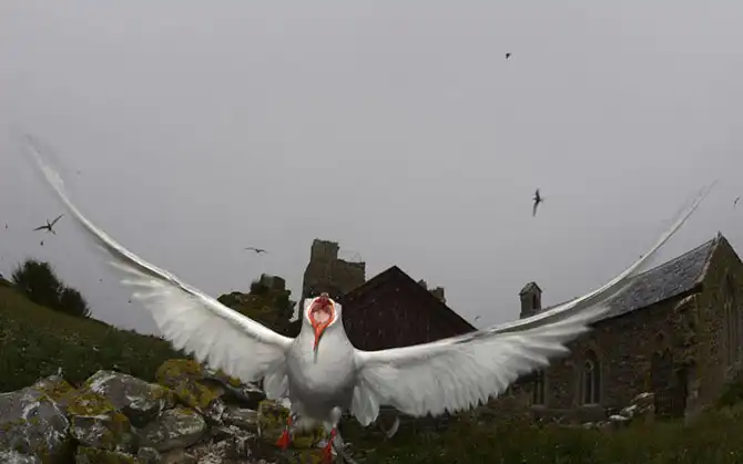 Путешествие на острова Фарне