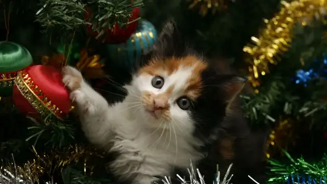 Кот и Рождественская ёлка