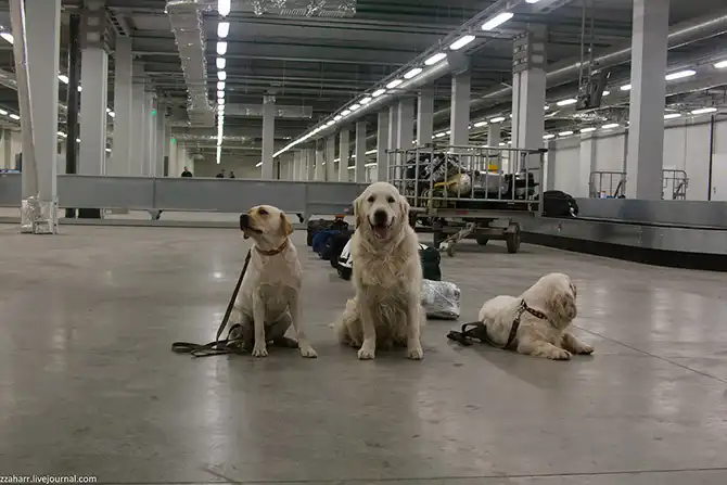 Как работает кинологическая служба аэропорта Кольцово