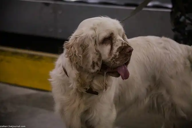 Как работает кинологическая служба аэропорта Кольцово