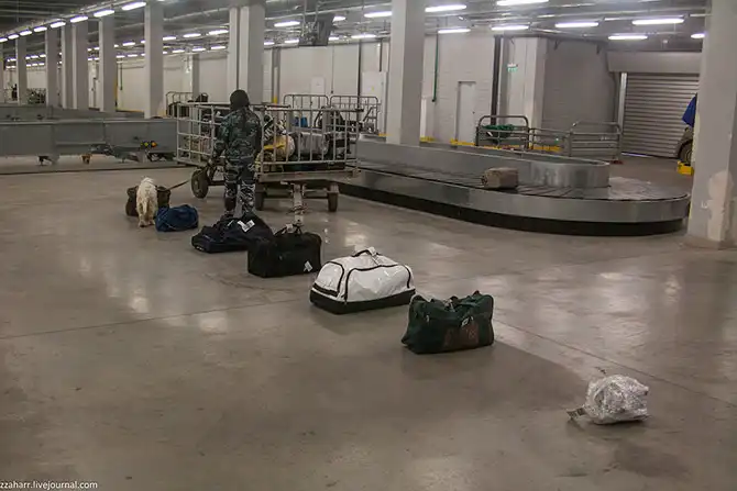 Как работает кинологическая служба аэропорта Кольцово