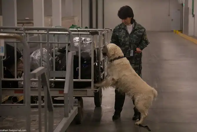 Как работает кинологическая служба аэропорта Кольцово