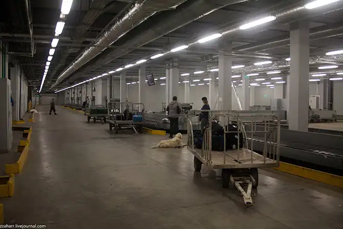 Как работает кинологическая служба аэропорта Кольцово
