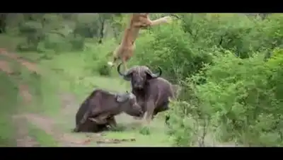 Буйвол спасает своего товарища от льва