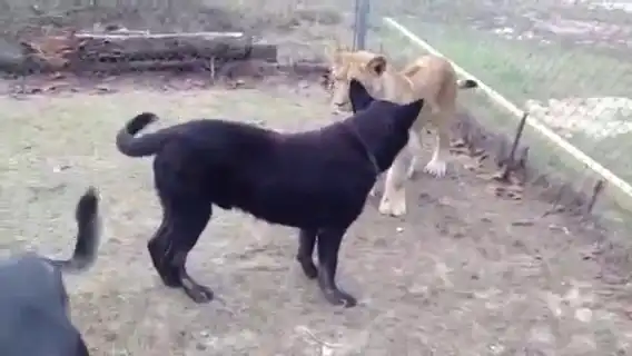 Собака играет с двумя тигрятами
