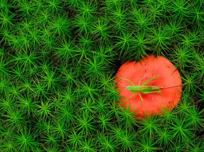 Лучшие фотографии National Geographic ноября 2013