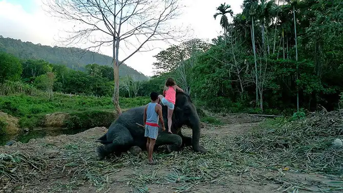 Работа мечты: как я мыла слона