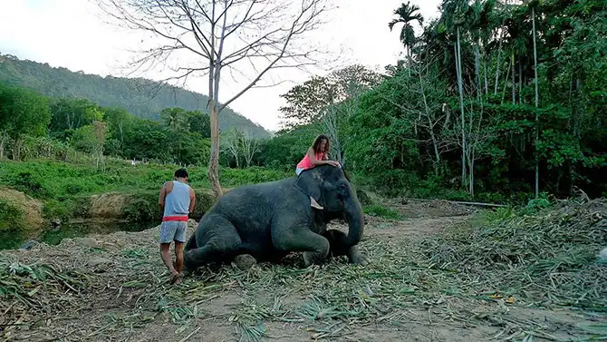Работа мечты: как я мыла слона