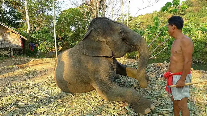 Работа мечты: как я мыла слона