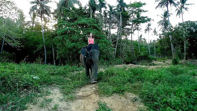 Работа мечты: как я мыла слона