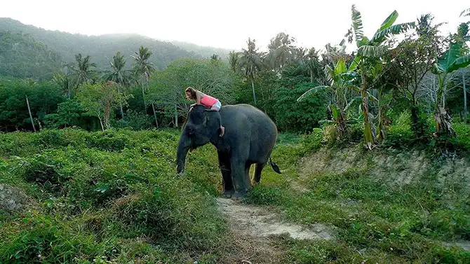 Работа мечты: как я мыла слона