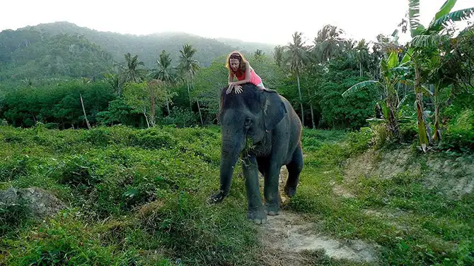 Работа мечты: как я мыла слона