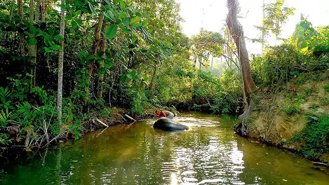 Работа мечты: как я мыла слона