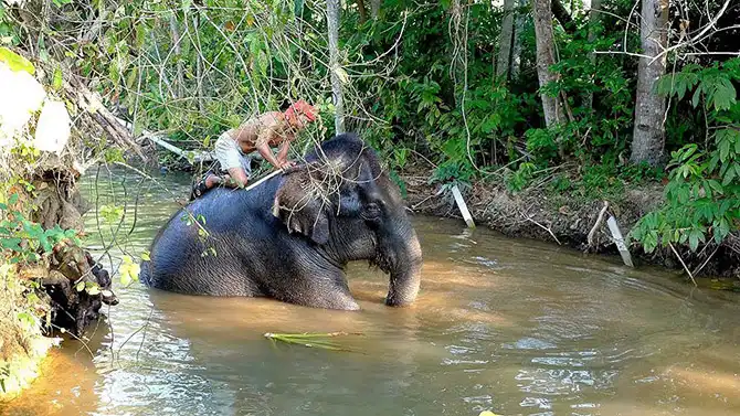 Работа мечты: как я мыла слона