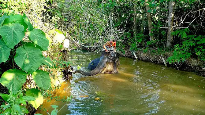 Работа мечты: как я мыла слона