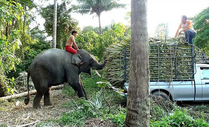Работа мечты: как я мыла слона