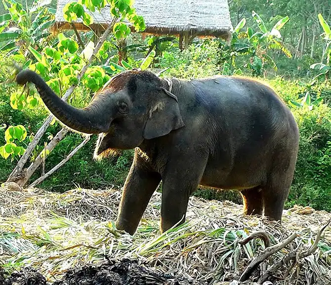 Работа мечты: как я мыла слона