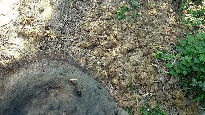 Работа мечты: как я мыла слона