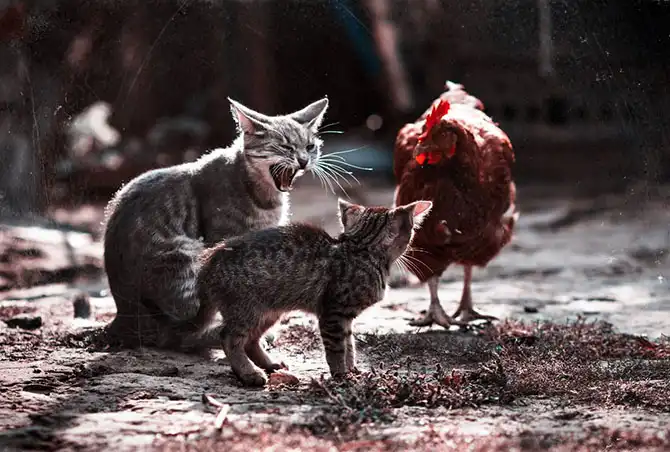 AdMe Photo Awards 2013 (часть 2)