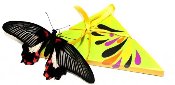 Закажи живую тропическую бабочку на новый год