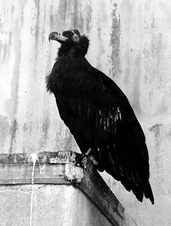 Ленинградский зоопарк во время блокады