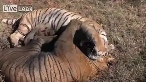 Драка двух Тигров