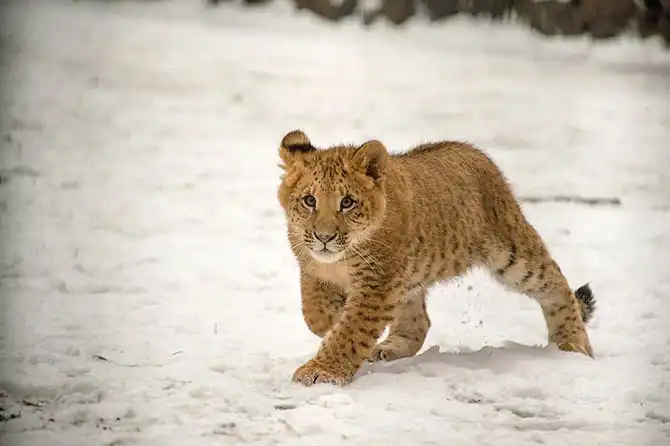 Животные в фотографиях