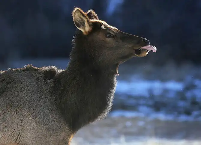 Животные в фотографиях