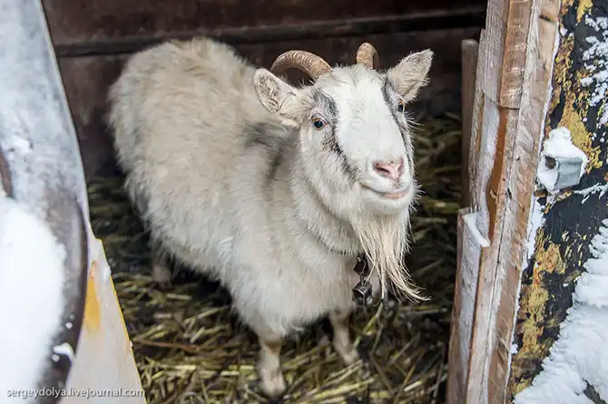 Быт буддийского монастыря на Урале