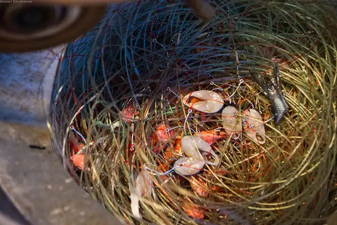 Как ловят рыбу в Норвегии