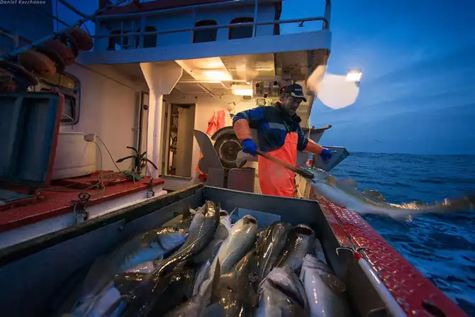 Как ловят рыбу в Норвегии
