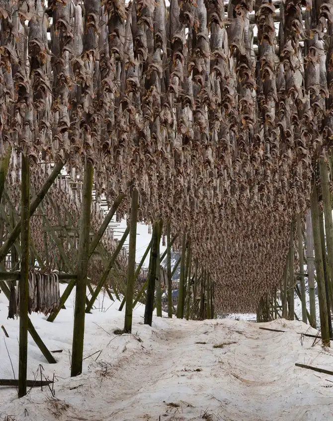 Как ловят рыбу в Норвегии