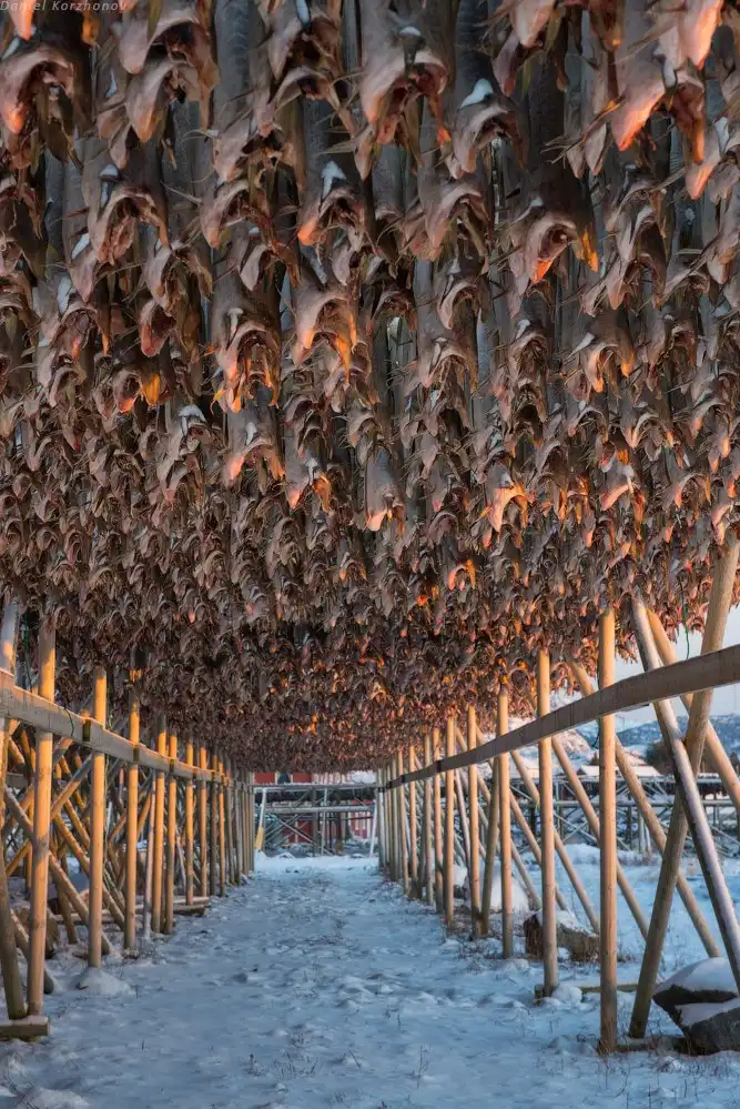 Как ловят рыбу в Норвегии