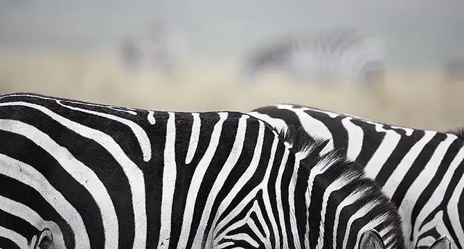 Грация прекрасных лошадей в фотографиях Тима Флака