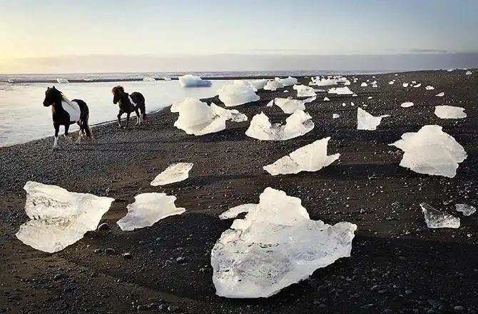 Грация прекрасных лошадей в фотографиях Тима Флака