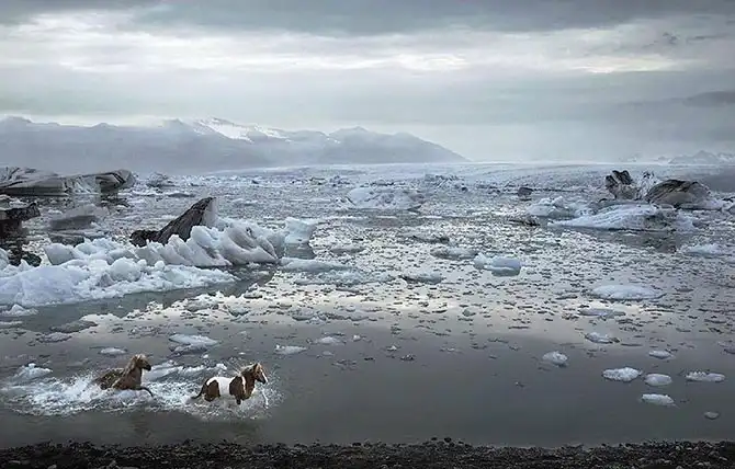 Грация прекрасных лошадей в фотографиях Тима Флака