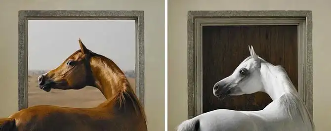 Грация прекрасных лошадей в фотографиях Тима Флака