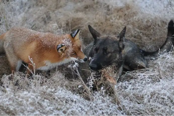 Необычные друзья: дикая лиса и собака