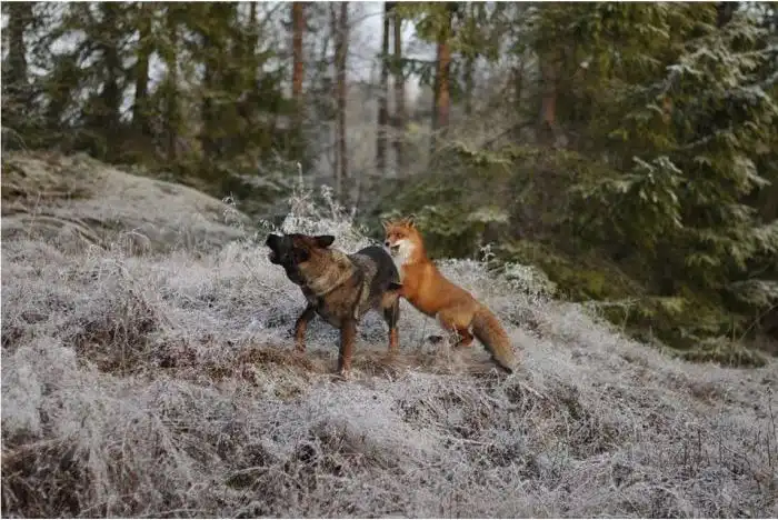 Необычные друзья: дикая лиса и собака
