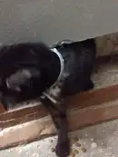 Академ! найден Черный кот(кошка) с белой грудкой и ошейником