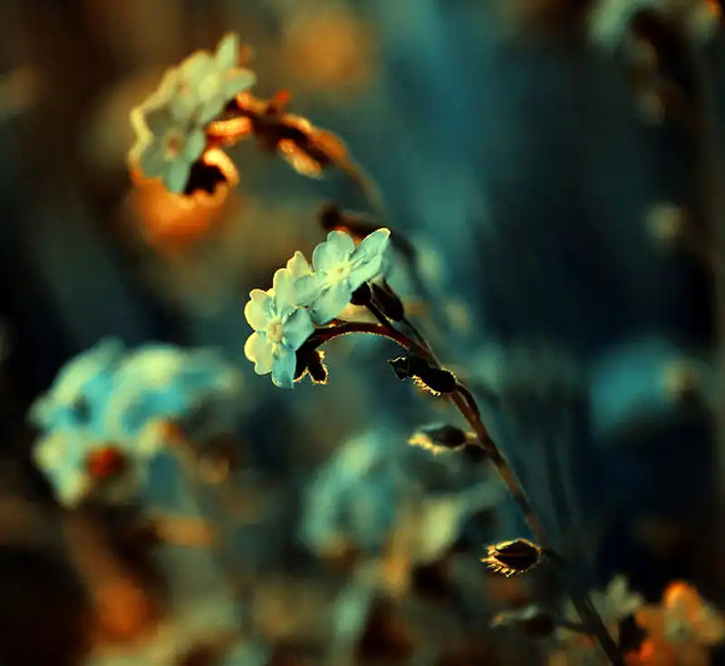 Цветы Barbara Florczyk (30 фотографий)