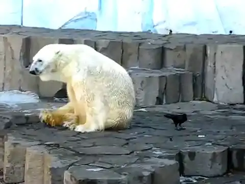 Ворона троллит белого медведя в зоопарке