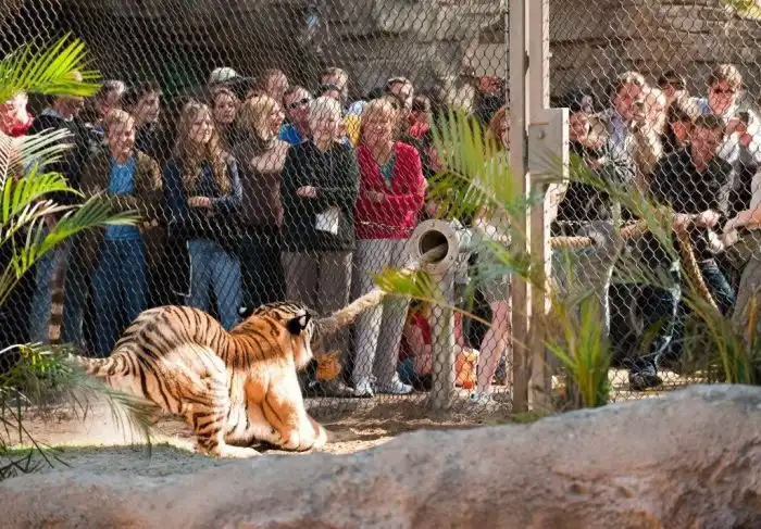 Перетягивание каната. Люди против тигров.