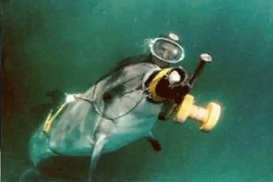 Вооруженные дельфины сбежали из военного океанариума