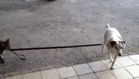 Правильный кот выгуливает щенка на поводке