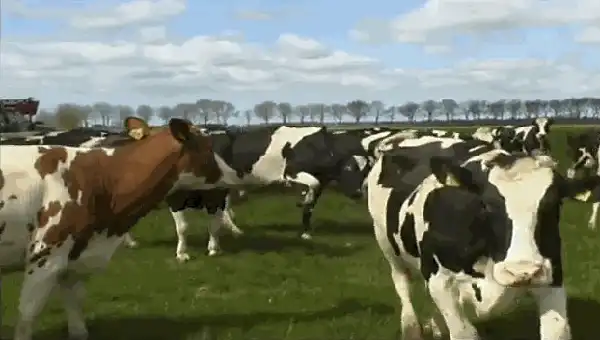 Счастливые Коровы как Никогда