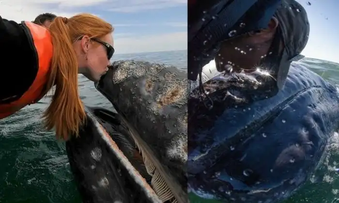 Дружелюбная встреча и поцелуи с китом