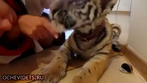 Девушка играет с забавным маленьким тигренком